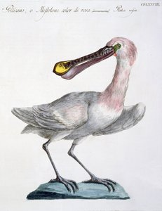 Pelican, c.1767-76