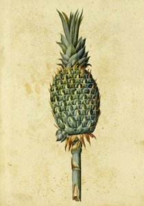Pineapple by Ulisse Aldrovandi