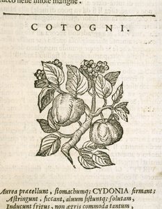 Quince (Cydonia oblonga), engraving by Castore Durante by Italian School