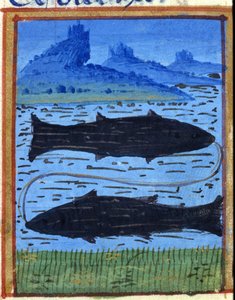 Sign of fish. Italian horoscope, mid-15th century. by Italian School