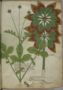 Plants, from 