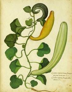 Snake Gourd by Ulisse Aldrovandi