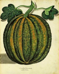 Squash by Ulisse Aldrovandi, Plate Published in Piante Fiori Frutti