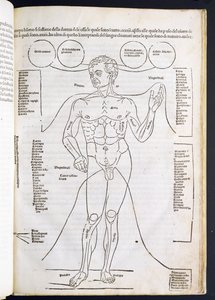 The Male Anatomy, from Fascilulus Medicinae by Johannes de Ketham