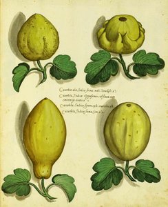 Varieties of Heirloom Squash by Ulisse Aldrovandi