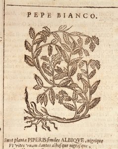 White pepper from black pepper plant (Piper nigrum), engraving by Castore Durante