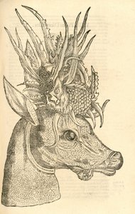 Illustration of Capreolus Polyceros from Aldrovandi