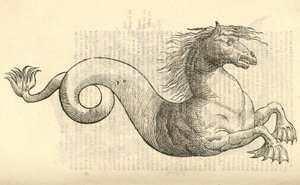 Illustration of Equus marinus monstrosus from Aldrovandi