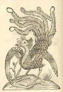Illustration of Gallus Indicus auritus tridactylus from Aldrovandi