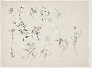 Flower Sketches by J.A. Jerichau