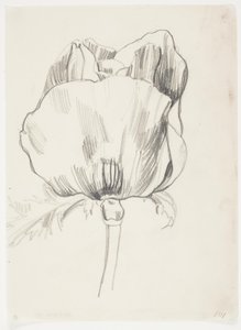 Poppy