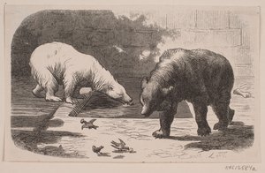 Bears in Jardin des Plantes