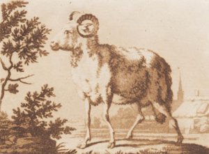 A Ram by J.F. Clemens