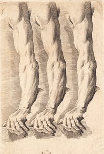 Study Sheet of Arms