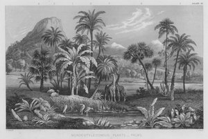 Monocotyledonous Plants, Palms
