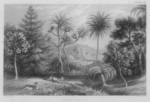 Palms, Pines etc