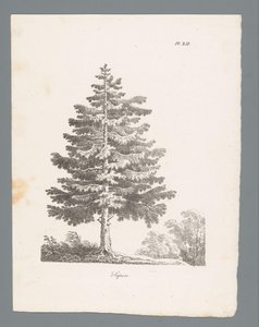 Silver Fir (Studies of Trees) by J. Bernard