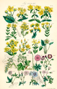 Page of colour illustrations from British Wild Flowers after a work by J. E. Sowerby and C. P. Johnson by J. E. and Johnson C. P.  Sowerby