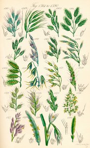 Page of Colour Illustrations from British Wild Flowers by J. E. and Johnson C. P.  Sowerby