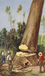 Felling a Kauri Pine