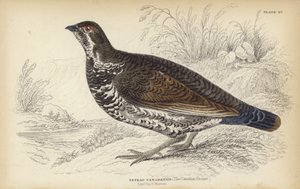 The Canadian Grouse by J. Stewart