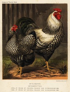 American Wyandotte Chickens
