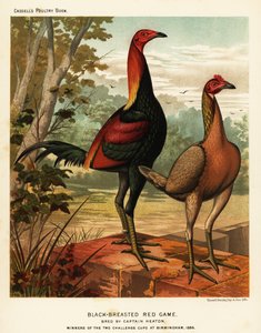 Black-breasted red game birds by J. W. (after) Ludlow