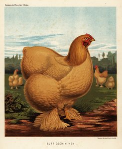Buff Cochin Hen by J. W. (after) Ludlow