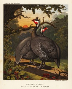 Guinea fowls