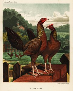 Henny or Hennie Game Birds