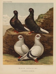 Pigeons: Black Capuchins; Damascenes by J. W. (after) Ludlow