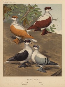 Pigeons: Swallows, Yellow, Red, Black, Blue by J. W. (after) Ludlow
