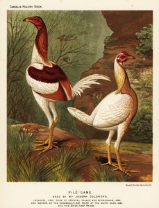 Pile game, cock and hen by J. W. (after) Ludlow
