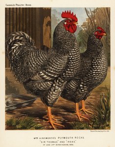 Plymouth Rock chickens by J. W. (after) Ludlow