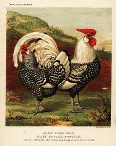 Silver spangled Hamburgh cock and hen by J. W. (after) Ludlow