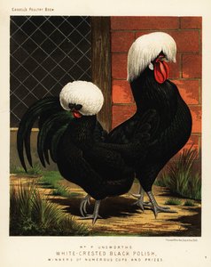 White-Crested Black Polish Chickens by J. W. (after) Ludlow