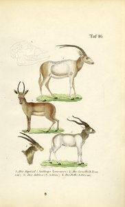 African Antelope Species by J. W. Tenhaeff