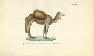 Arabian Camel or Dromedary