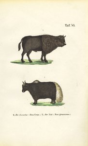 Aurochs and Yak by J. W. Tenhaeff