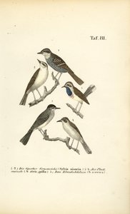 Barred Warbler, Eurasian Blackcap and Bluethroat