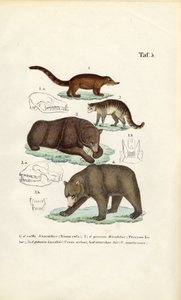 Bears and Related Carnivores with Skull Details by J. W. Tenhaeff