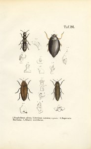 Beetle Anatomy