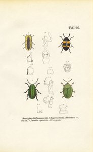 Beetle Species with Morphological Detail Views