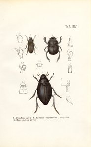 Beetles of the Scarabaeidae and Hydrophilidae Families with Anatomical Details by J. W. Tenhaeff