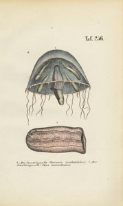 Bell Jellyfish and Barrel Jellyfish
