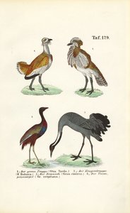 Bustards and Cranes by J. W. Tenhaeff