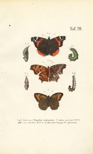 Butterflies and Their Developmental Stages