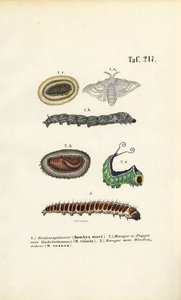 Caterpillars and Developmental Stages of Economically Important Moths by J. W. Tenhaeff