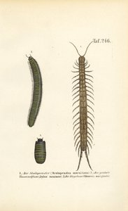 Centipedes, Millipedes and Pill Woodlice