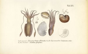 Cephalopods: Cuttlefish, Paper Nautilus and Chambered Nautilus by J. W. Tenhaeff